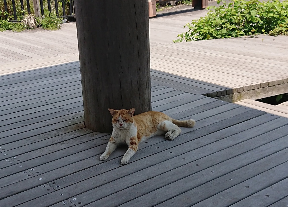 f:id:beat91:20190508110443j:plain