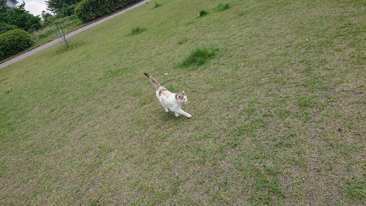 f:id:beat91:20190508110746j:plain