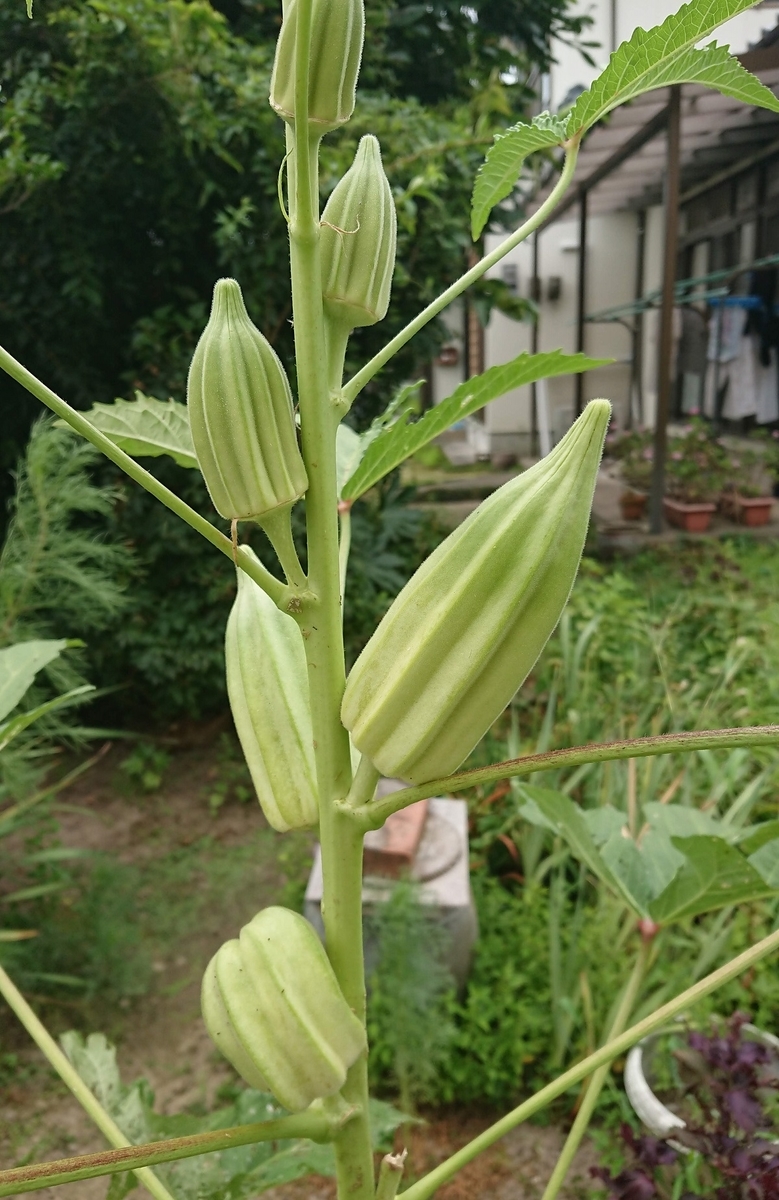 f:id:beat91:20190809191612j:plain