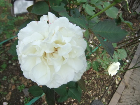 f:id:beatjw:20111109124722j:image
