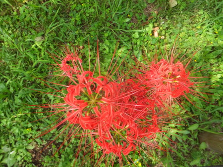 f:id:beatjw:20160925113228j:image