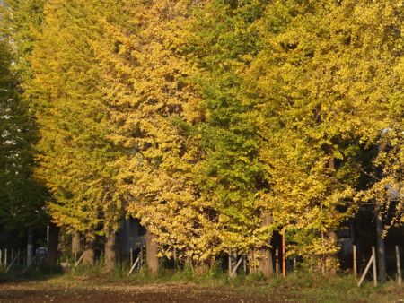 f:id:beatjw:20161113145858j:image