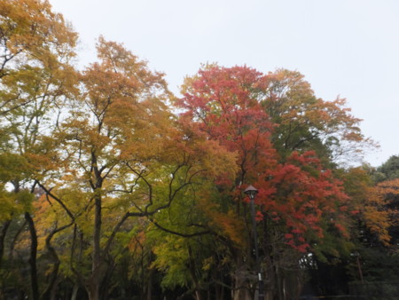 f:id:beatjw:20161120130528j:image
