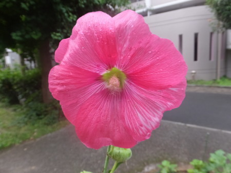f:id:beatjw:20170702073002j:image