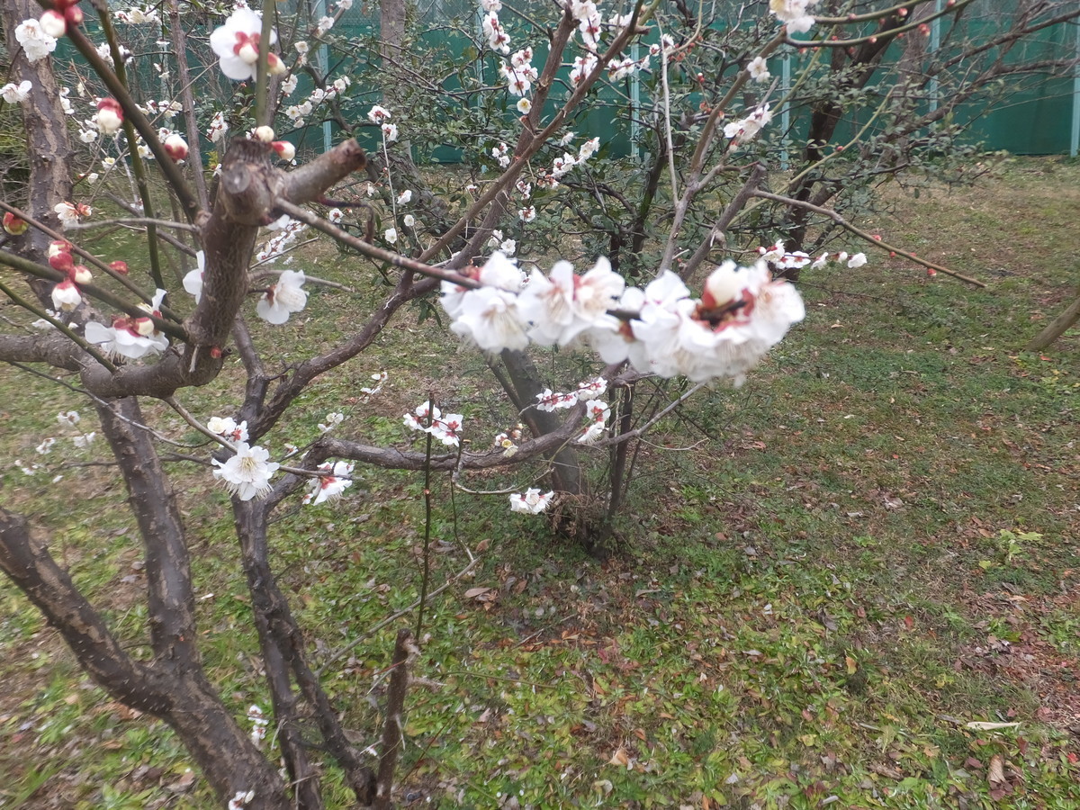 f:id:beatjw:20200215150453j:plain