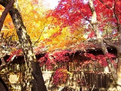 f:id:beatle001:20061210070324j:image