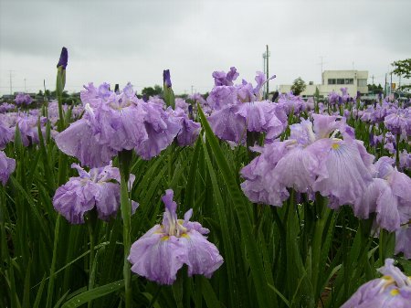 f:id:beatle001:20070614114136j:image