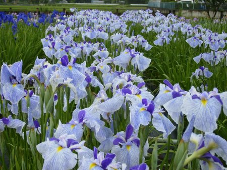 f:id:beatle001:20070614114218j:image
