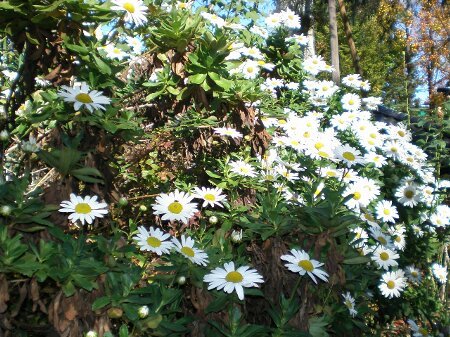 f:id:beatle001:20071117163959j:image