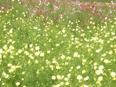 f:id:beatle001:20081013062646j:image f:id:beatle001:20081013062646j:image
