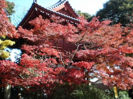 f:id:beatle001:20081202074824j:image f:id:beatle001:20081202074824j:image
