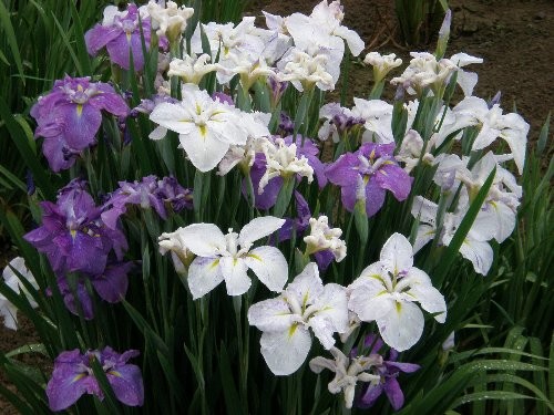 f:id:beatle001:20120617073125j:image