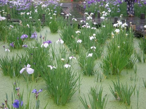 f:id:beatle001:20120617073130j:image