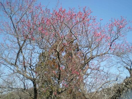 f:id:beatle001:20130320191447j:image