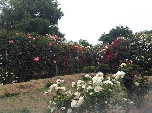 f:id:beatle001:20150528110300j:image f:id:beatle001:20150528110300j:image