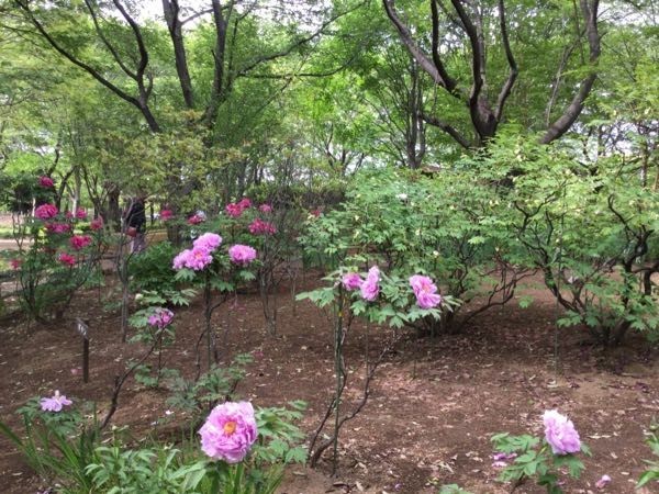 f:id:beatle001:20190502110604j:plain f:id:beatle001:20190502110604j:plain