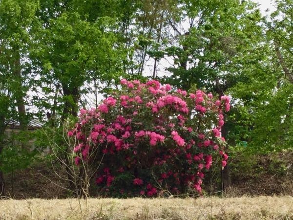 f:id:beatle001:20190502110632j:plain f:id:beatle001:20190502110632j:plain