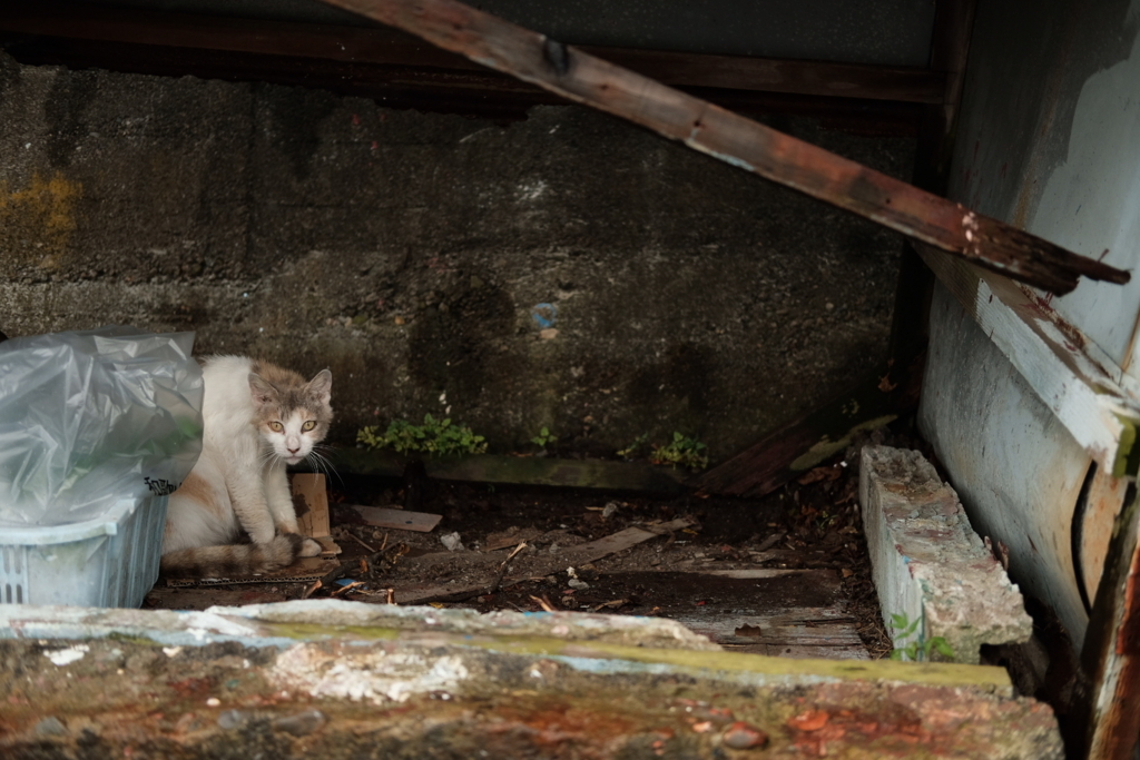 f:id:beatsjungle:20170616221854j:plain