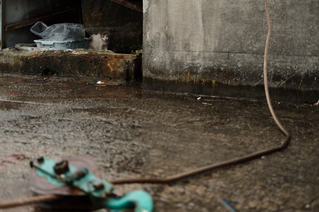 f:id:beatsjungle:20170616221929j:plain