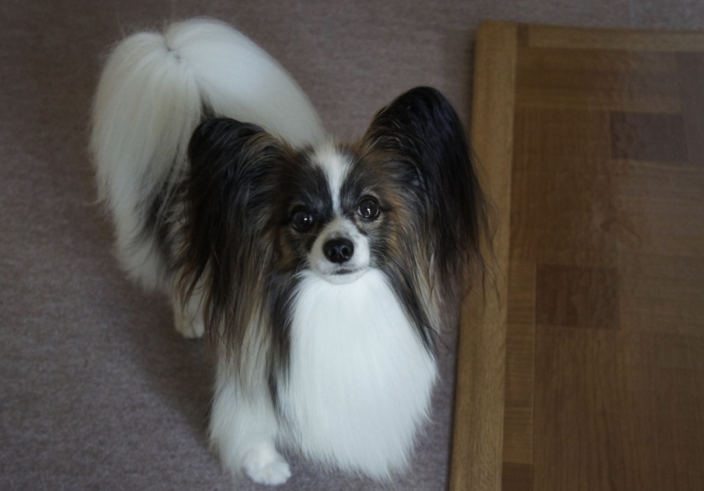 f:id:beaupapillon:20160822074137j:plain