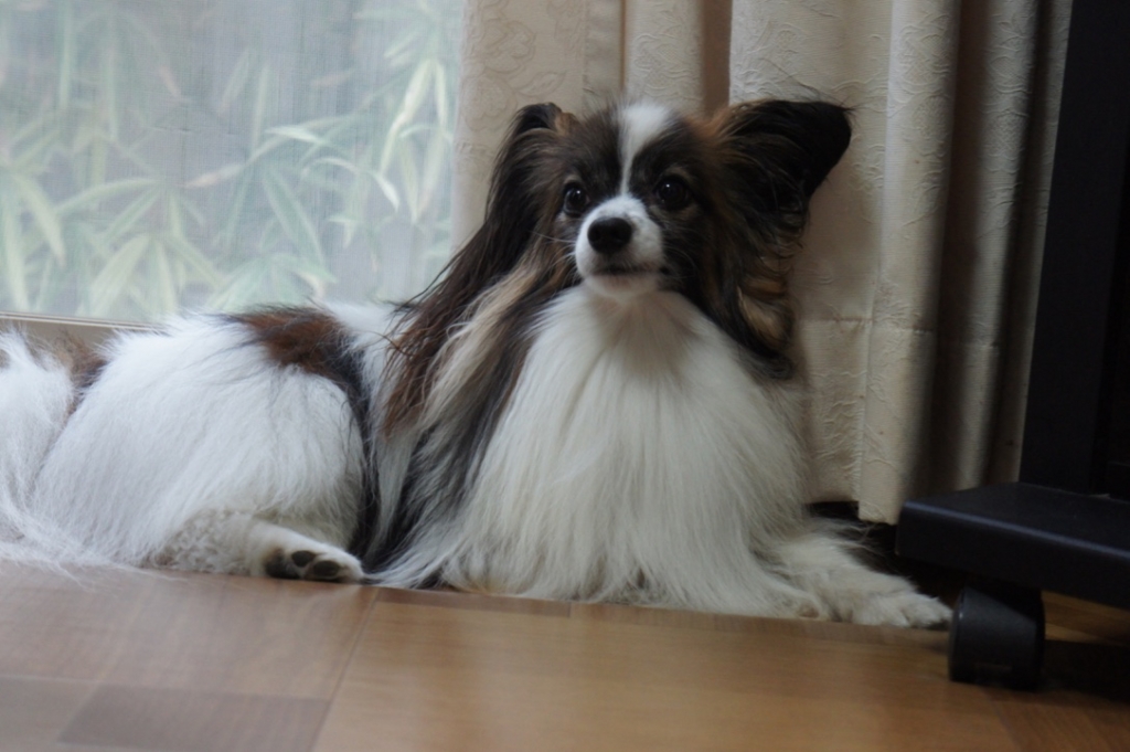 f:id:beaupapillon:20160828151703j:plain