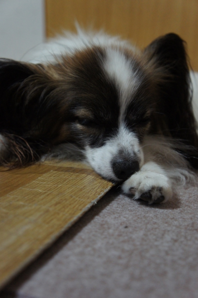 f:id:beaupapillon:20160903220040j:plain