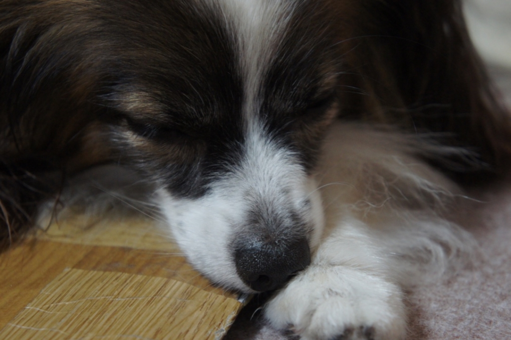 f:id:beaupapillon:20160903220048j:plain