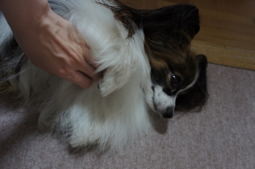 f:id:beaupapillon:20160910151406j:plain
