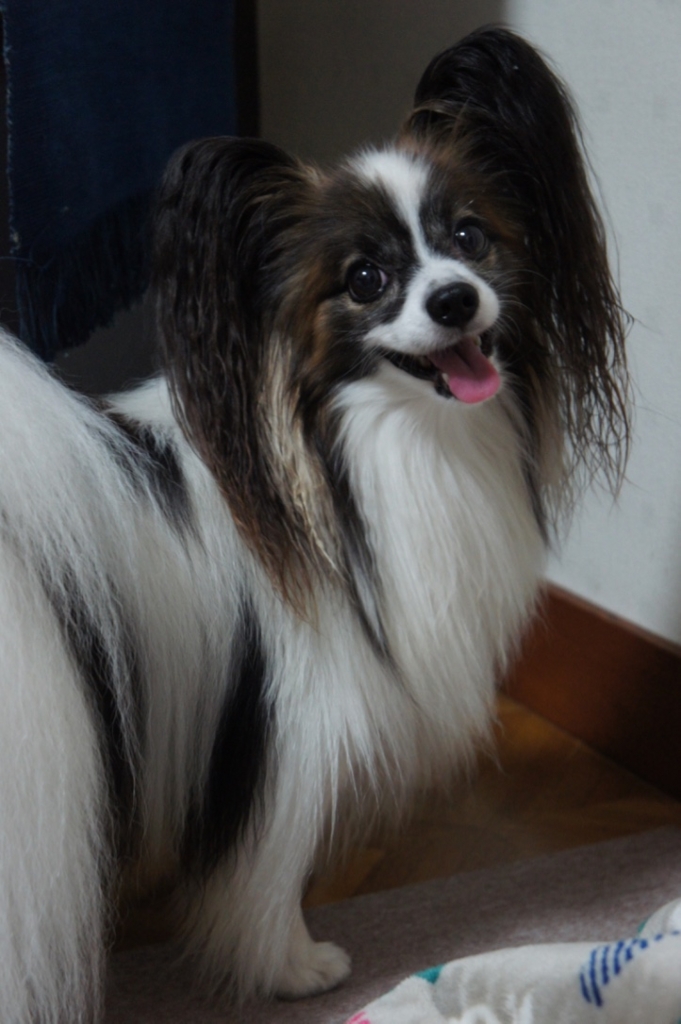 f:id:beaupapillon:20160913211535j:plain