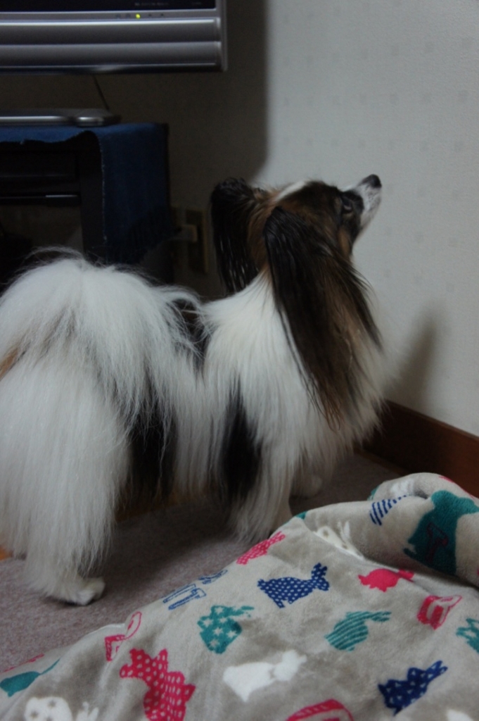 f:id:beaupapillon:20160913211544j:plain
