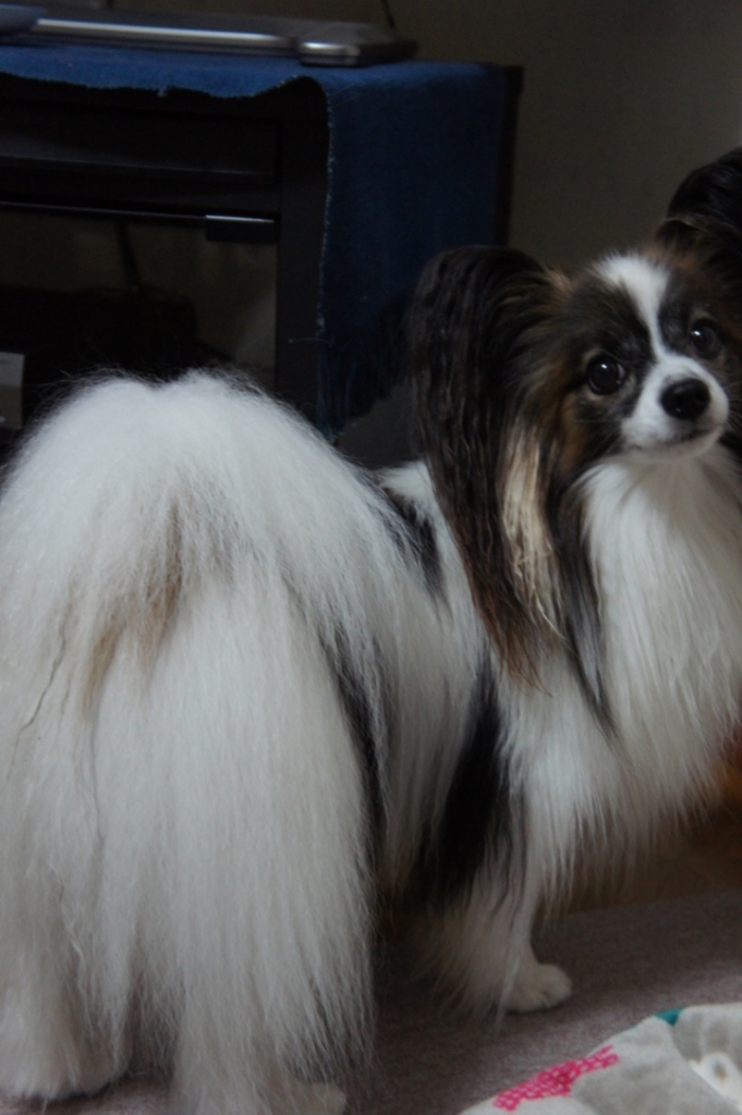 f:id:beaupapillon:20160913211601j:plain