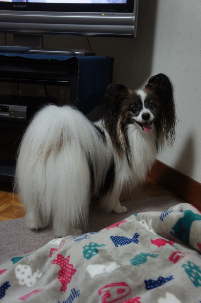f:id:beaupapillon:20160913211612j:plain