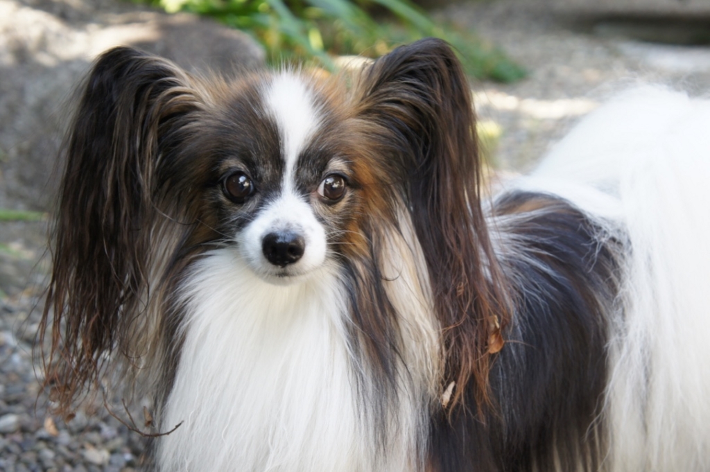 f:id:beaupapillon:20160917130755j:plain