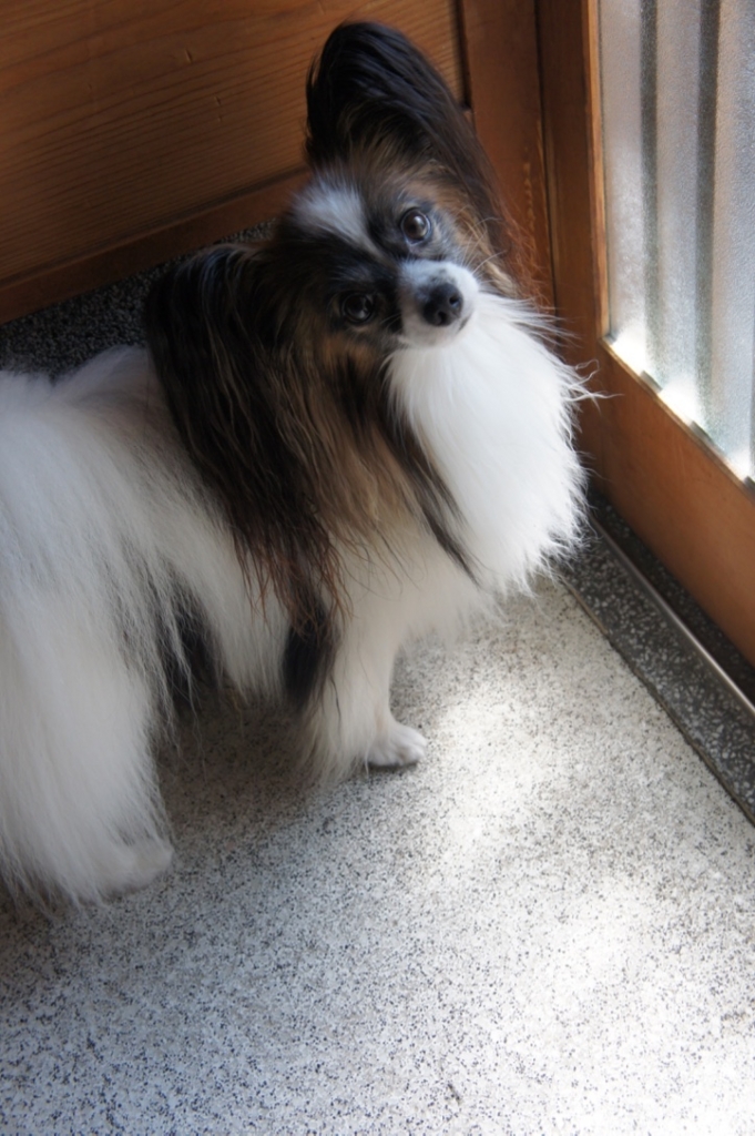 f:id:beaupapillon:20160917130811j:plain