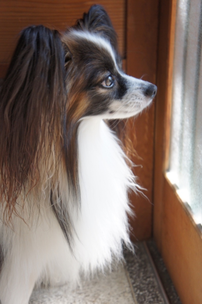 f:id:beaupapillon:20160917130820j:plain