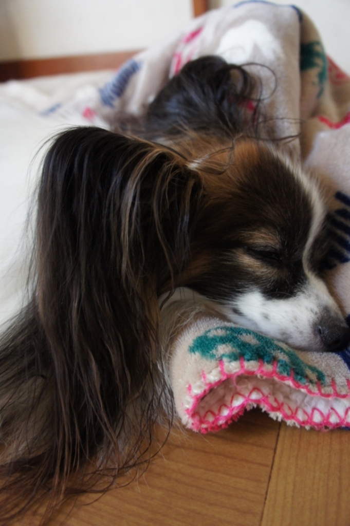 f:id:beaupapillon:20160917130855j:plain