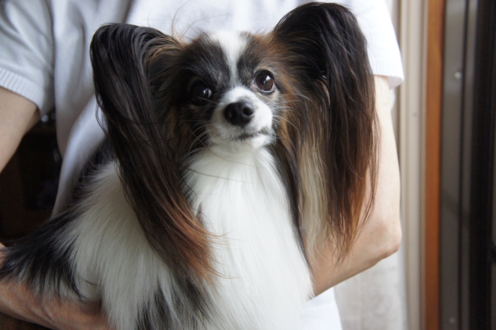 f:id:beaupapillon:20160917131314j:plain