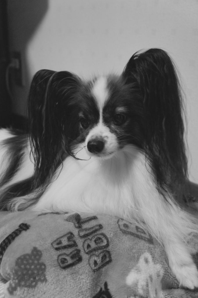 f:id:beaupapillon:20160919211941j:plain