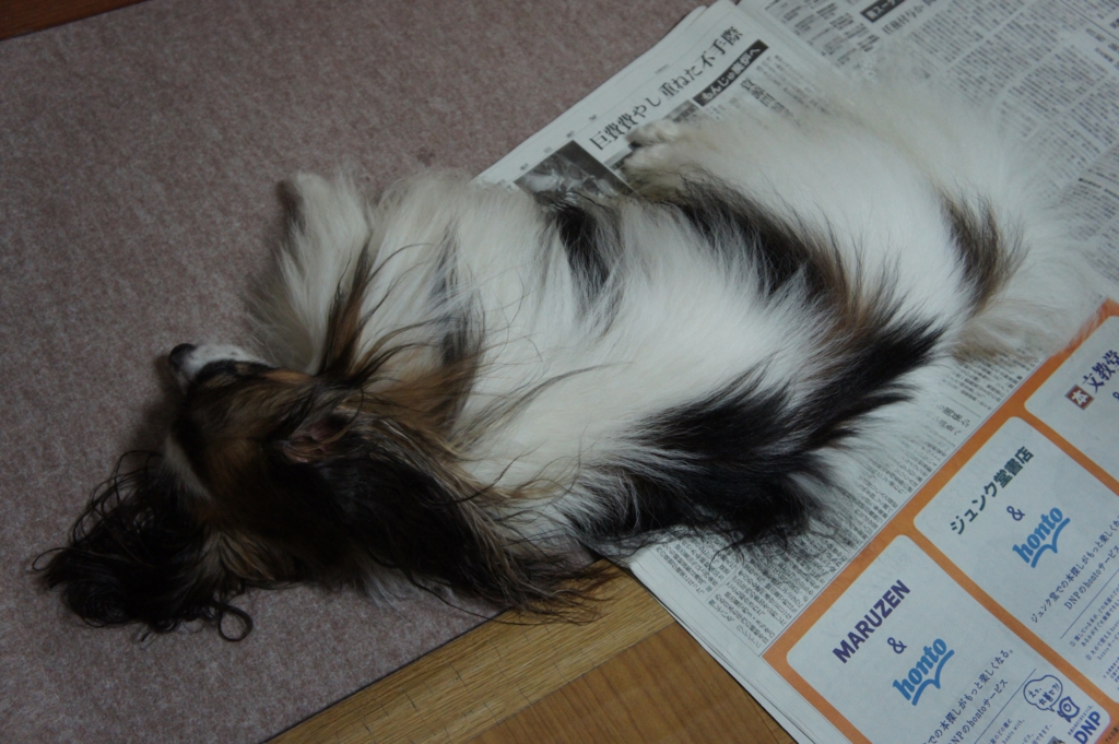 f:id:beaupapillon:20160929221024j:plain
