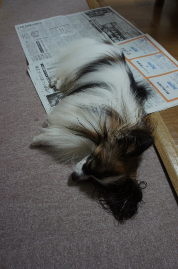 f:id:beaupapillon:20160929221052j:plain