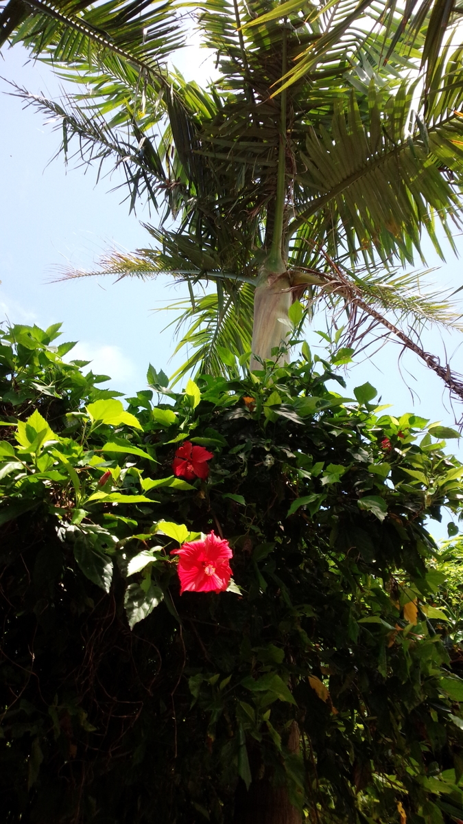 f:id:beautifuldreaman:20191013174324j:plain