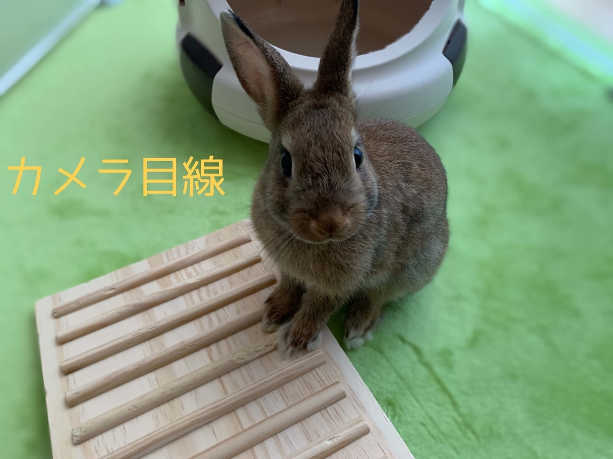 ウサギの かじり問題 で変更したサークル用マット ウサギのちまき との日誌