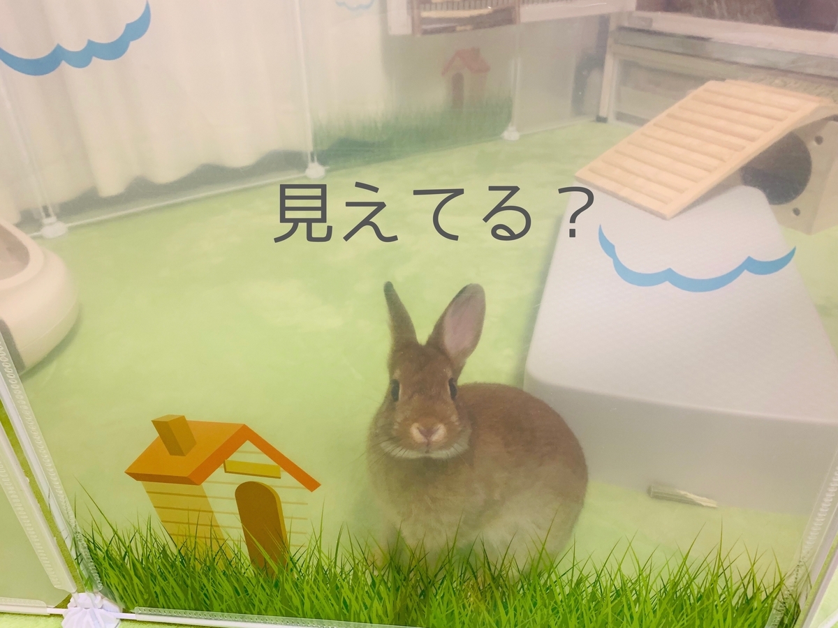 狭いリビングにあるウサギケージとサークル ウサギのちまき との日誌