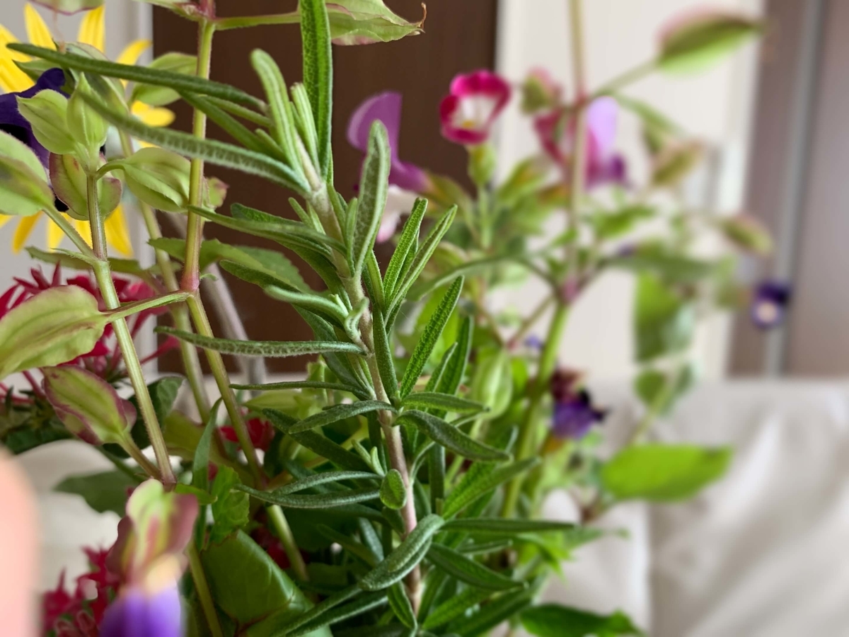 f:id:beautifuleveryday:20190912090033j:plain f:id:beautifuleveryday:20190912090033j:plain