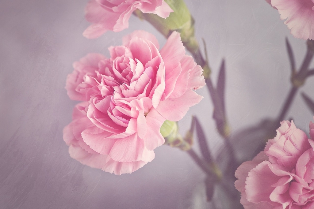 f:id:beauty-0:20180403173326j:plain