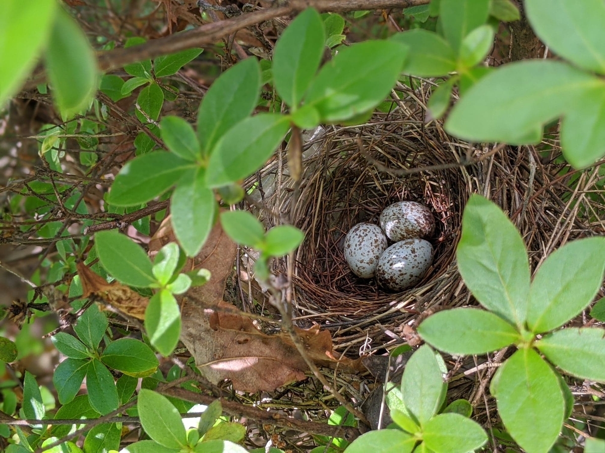 f:id:bebopcharlie:20200605234719j:plain