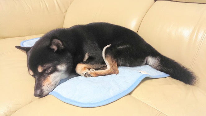 f:id:bee-mame:20181013182222j:plain