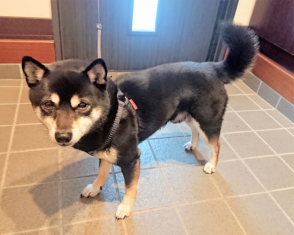 f:id:bee-mame:20190213183614j:plain