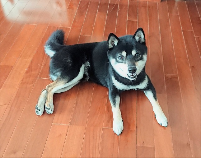 f:id:bee-mame:20190227182923j:plain