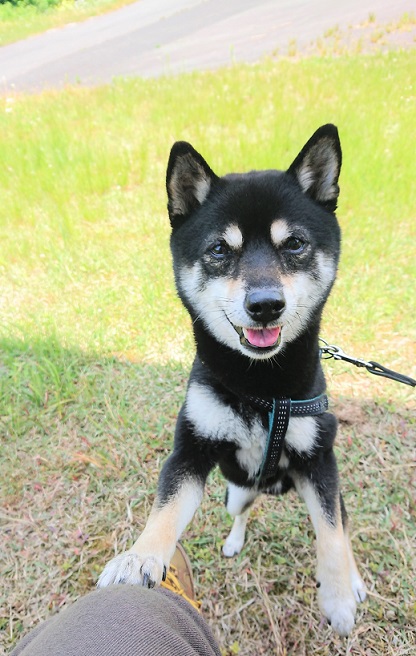 f:id:bee-mame:20190614224718j:plain